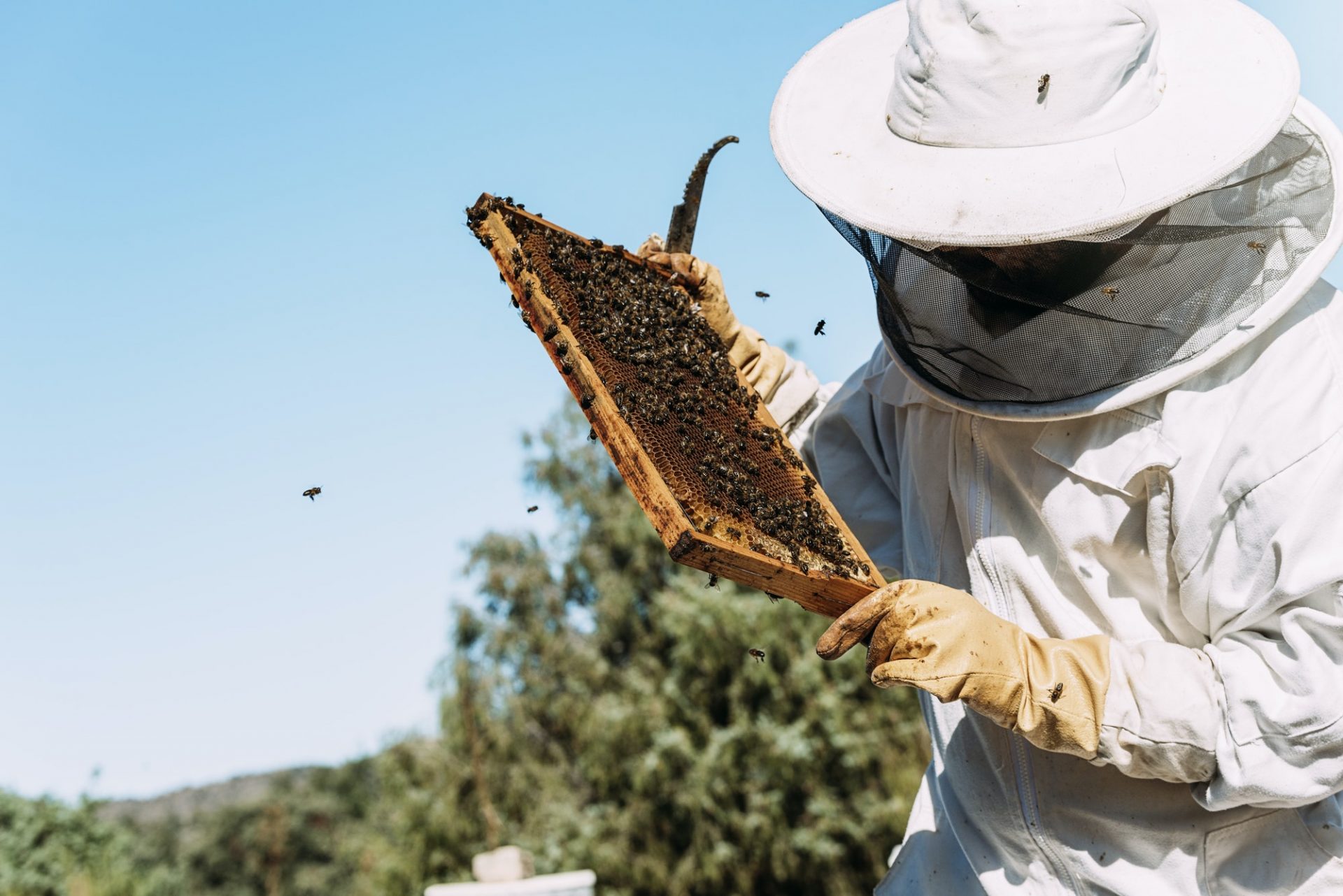 beekeeper working collect honey 1 1.jpg