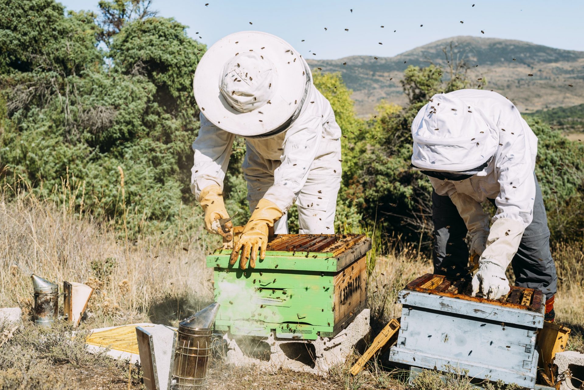 beekeeper working collect honey 1 2.jpg
